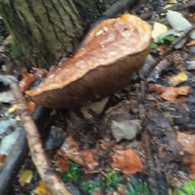 WWafflehouse's profile picture. 