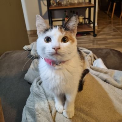 melhidalgo12's profile picture. Somos libres como girasoles de Van Gogh