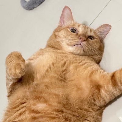 mynamekamo's profile picture. :::🌥️🌈🌊You know How much I love u :)🦮🦋🍳::: การเดินทางกับคุณเป็นเรื่องที่สนุก||จับมือไปด้วยกันนะ||🫶🏻. . . . 🤍😊หลิงคองไปกับออมมม