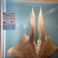 吉田劉希 (@yvbyrv5thp64485) 's Twitter Profile Photo