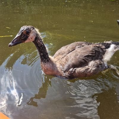 2old2give2fcks's profile picture. 🇬🇧 English and proud 🇬🇧
Just a pigeon,chicken,and any animal kinda of woman , I'm anti-social  and hate most people🖕🚫NO DM 🚫
prefer Animals than people