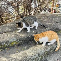 来看看 (@lwnqing151931) 's Twitter Profile