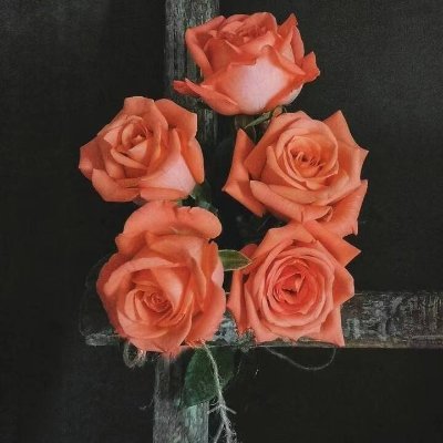 Stella833989861's profile picture. 传播自由理念，将自自传播到每一个地方。