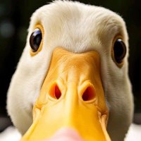 Moksh (@moksha7oksha) 's Twitter Profile