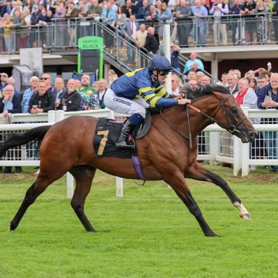 flatracingjohn's profile picture. TELEGRAM 🐎🥇🏆🚀 https://t.co/fHqnadGPkn