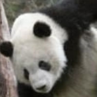 RouninPanda2006's profile picture. 片親王/図書委員長/ニート/楽天イーグルス/将棋1級