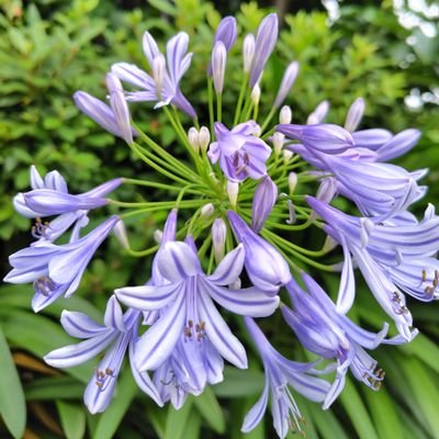 aa2aki1's profile picture. There is be  love  there🌳

田んぼ畑山、虫達に囲まれた田舎育ち。13才→母がくも膜下出血で倒れ身体障がい者。姉→統合失調症を発症し精神障がい者。父は居ない。家族が生きることに必死でもあった40年弱。
支援員、サビ管→仕事は私の誇り。
嘆き闘い迷い歩き続けてきたからこそ出会えた。のか？