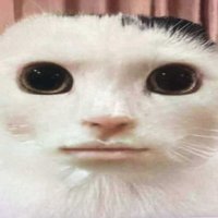 haven (@boiledolive) 's Twitter Profile Photo haven (@boiledolive) 's Twitter Profile Photo
