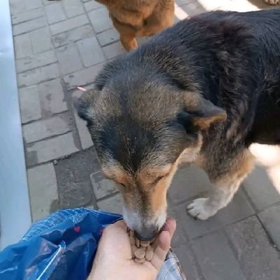 Rescuing all animals those who are neglected and abandoned to give them a second chance of life.