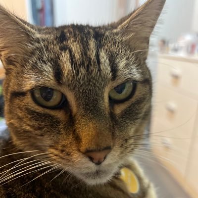 r4f4tt's profile picture. he/him