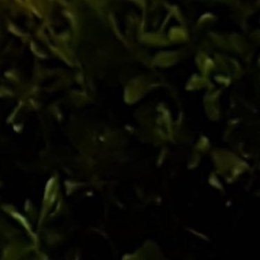 _Big__D17's profile picture. certified Italian gooner 🤤😈🇮🇹