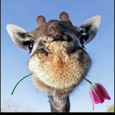 NafissatouTg's profile picture. 