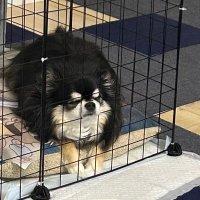 Rika♡ (@parinkr) 's Twitter Profile