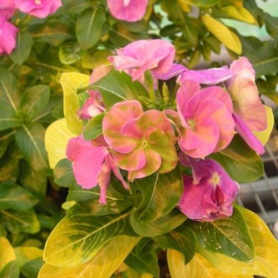 Defra plant varieties and seeds. Tweeting about plant health and anything else I feel like! Opinions are my own. (she/her).