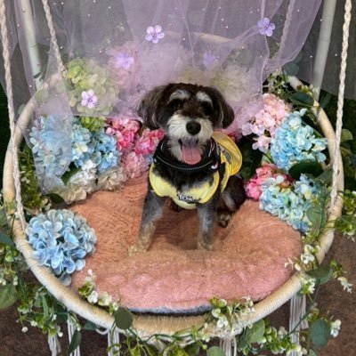 ミニチュアシュナウザー♀『あお』です🐾 🎂2023.12.12🏠2024.3.27 無言フォロー失礼します🙌