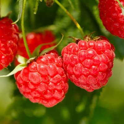 Altaff241's profile picture. سبحان الله والحمدلله ولا اله الا الله والله اكبر