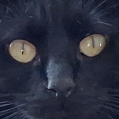 TeyraCielski's profile picture. I love dogs, cats, nature, traveling, swimming, and Yeri Mua 💜 
OPI/VRI-SPA/ENG Medical interpreter