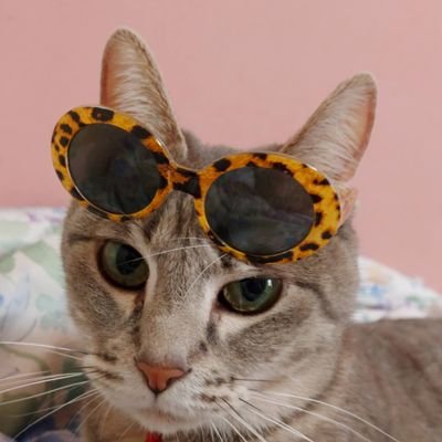 メタボ猫男爵さんのプロフィール画像