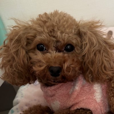 chiroru_excel's profile picture. 