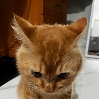 herdiseptiar's profile picture. Jokowi tuhanku