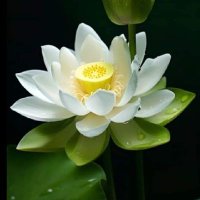 Deluara Rupa (@deluaramqh4) 's Twitter Profile Photo Deluara Rupa (@deluaramqh4) 's Twitter Profile Photo