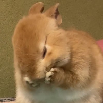 生きづらい人のたわごと 共鳴を覚えたこと 好きなものの話 脈絡の無いつぶやき 🐰は天使 気まぐれ浮上 無言フォロー失礼します。DMは使用しませんのでご了承ください。 誤字脱字訂正等いたりませんがご容赦いただければありがたいです。