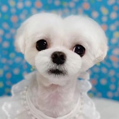 AwesomeFish48's profile picture. plooper