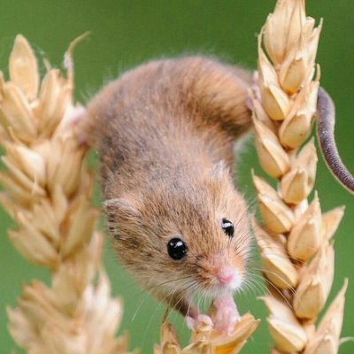 유연한멧밭쥐さんのプロフィール画像