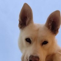 Mario FS (@mfsaiffe) 's Twitter Profile