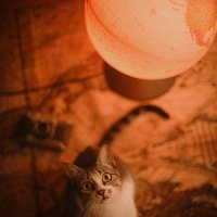 Hoàng Thị Mai Hươngπ² (@robinette688317) 's Twitter Profile