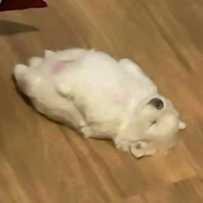 จิ่น堇🍁さんのプロフィール画像