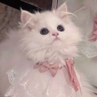 𝑪𝒐𝒄𝒐 (@coco_lastpeace) 's Twitter Profile