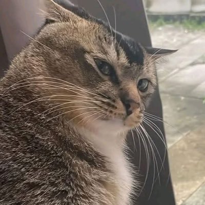 Mollex252073's profile picture.