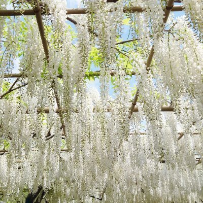 korxu4236's profile picture. 声劇台本、編集のお誘い・依頼停止中です🙏🏻
短文はぼちぼち🌱