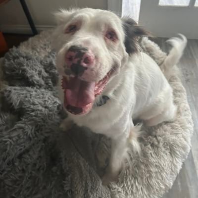 how do i get out of here?
*** first, there was Louie (8/10 - 8/19) ***