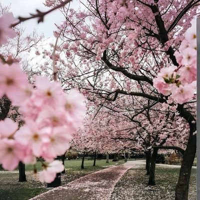 桜の季節は一年で一番好きな季節です。🌃 桜の季節は一年で一番好きな季節です。あなたの一番好きな花は何ですか