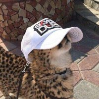 PopMelon (@fireysr) 's Twitter Profile