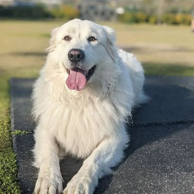 🐾 Pyr Love & Fluff🐾
For the love of Great Pyrenees! ❤️🐶
Shop exclusive Pyrenees-themed products 🛍️👇