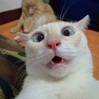 I love Cats ๐ฑ (@pawsofmeow) 's Twitter Profile