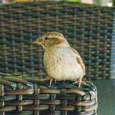 FrankMatt1232's profile picture. 