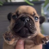Daily Pibble (@pibbledaily) 's Twitter Profile