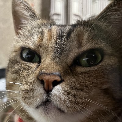 心の平穏と健やかな毎日を家族と愛猫によって支えて貰っている、
凡庸で世俗的煩悩に塗れた、ただの人間です。