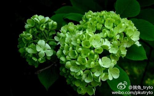 TRImuYu's profile picture. 