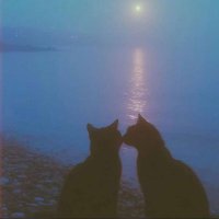Sara Fani (@sari574018) 's Twitter Profile
