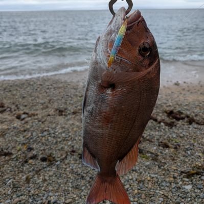 鹿島灘(たまに新潟、房総)サーフヒラメがメインで、アジング、エギング、地元でラージ、スモール、管釣りもやっています。
ほとんど釣果無し釣り歴40年の初心者です。