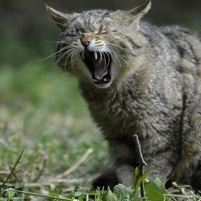 5週連続で勝てた手法に実弾入れ始めました。UPしてるのは全てデモです。税金、時間効率、実益、爆発力含め費用対効果重視。スイングデイトレスキャも検証中。スワップ狙いが今のところ稼ぎ頭。暴落でS&P500をNISAで仕込むのも狙ってます。パフォーマンス維持向上のためアカウント消したり復活したりします