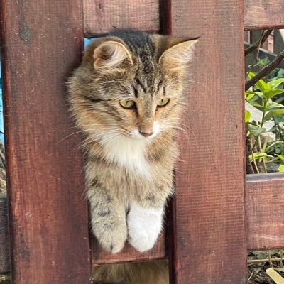 YuPiNar_wv's profile picture. 音響機器、電子楽器関連の会社の先行開発部門で空間音響、デンタル信号処理、物理測定の研究してます。