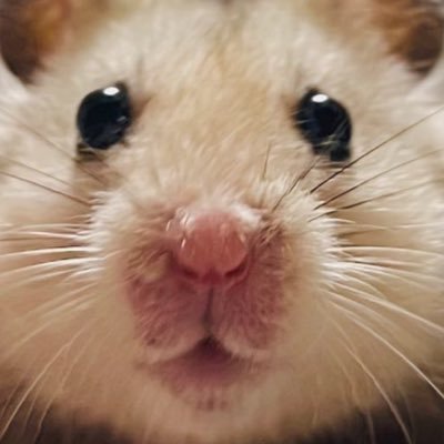 ※ 無断転載禁止※ 斎賀みつき様のオタクの慣れ果て。超雑多垢。ゲッター、プリティーシリーズ、SU、TBBT&YS、 FF7🎀🐬/🐹垢@suisei_86star