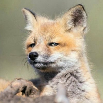 Lachesnaye25715's profile picture. Toujours se méfier des aboyeurs.👊