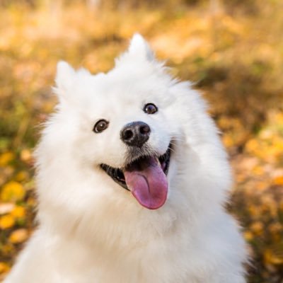 fuuuuhiii's profile picture. 